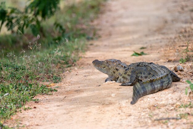 Coccodrillo rapinatore o Crocodylus palustris sulla riva del fiume