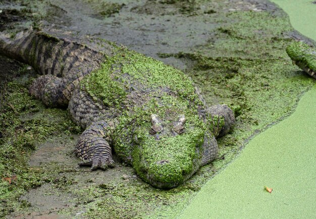 Coccodrillo sdraiato vicino al lago