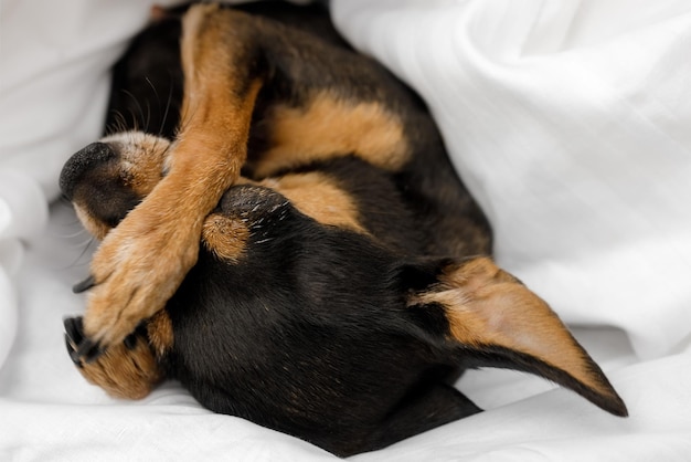 Coccola il cane a letto