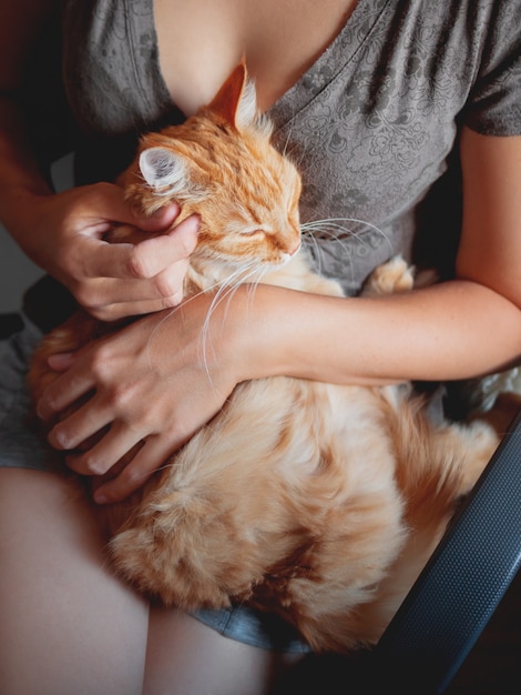 Coccole donna het simpatico gatto zenzero