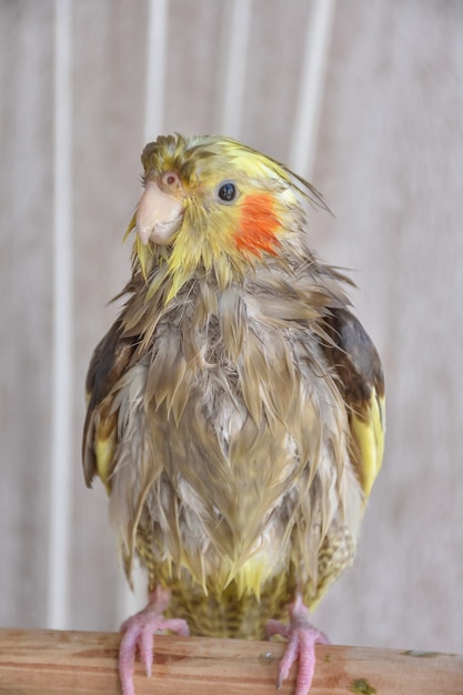 Cockatiel bagnato dell'uccello bagnato dell'uccello arrabbiato dopo il nuoto