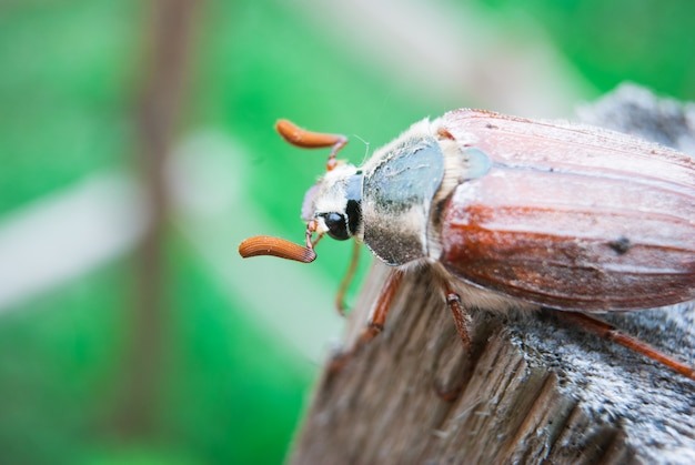 Cockchafer, chafer estivo. macro