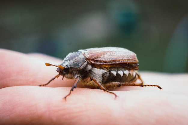 Cockchafer, chafer estivo. macro