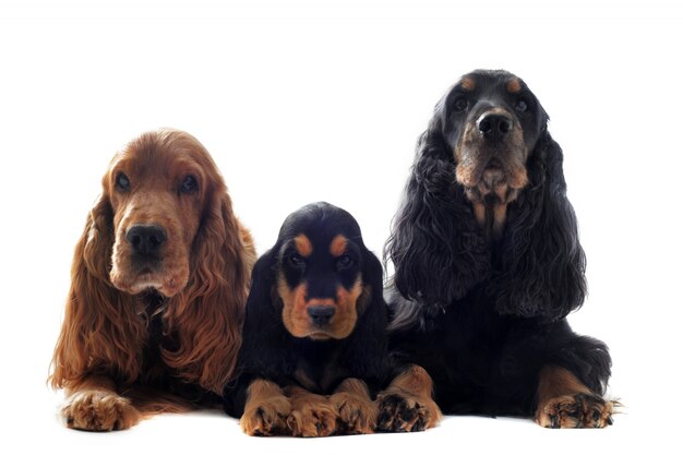 Cocker inglese di famiglia