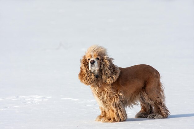 Cocker spanie