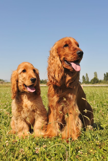 Cocker spaniel, adulto e cucciolo