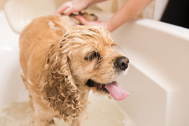 Cocker spaniel americano nel bagno