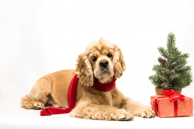 Cocker spaniel americano