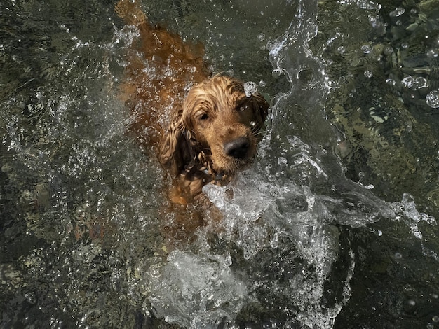 Cocker spaniel cane che nuota nell'acqua