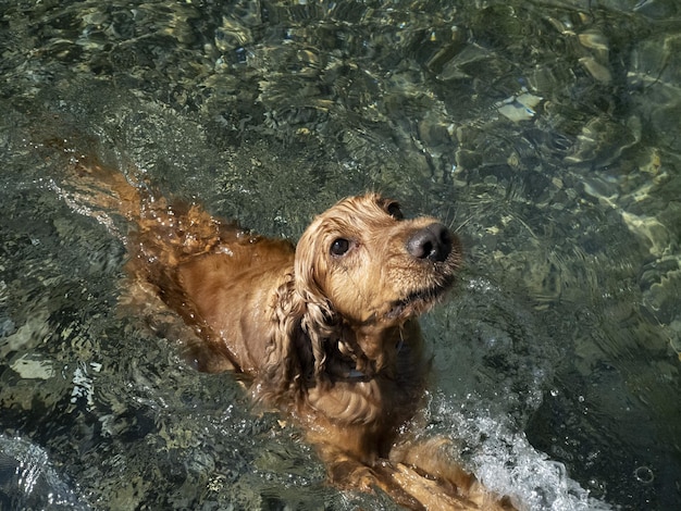 Cocker spaniel cane che nuota nell'acqua