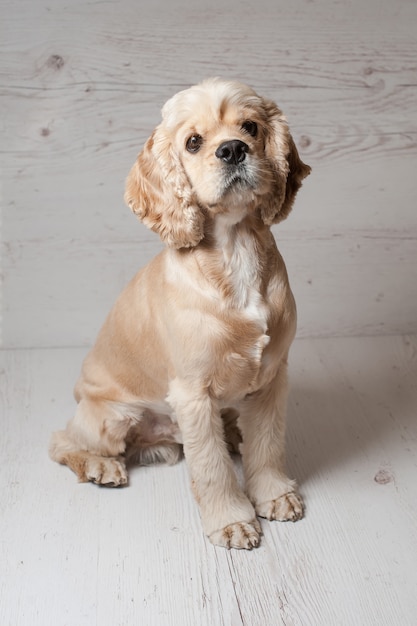 Cocker spaniel che si siede sulla luce.