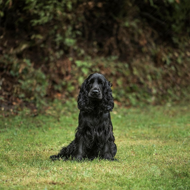 Cocker Spaniel inglese, 1 anno di età, nel parco