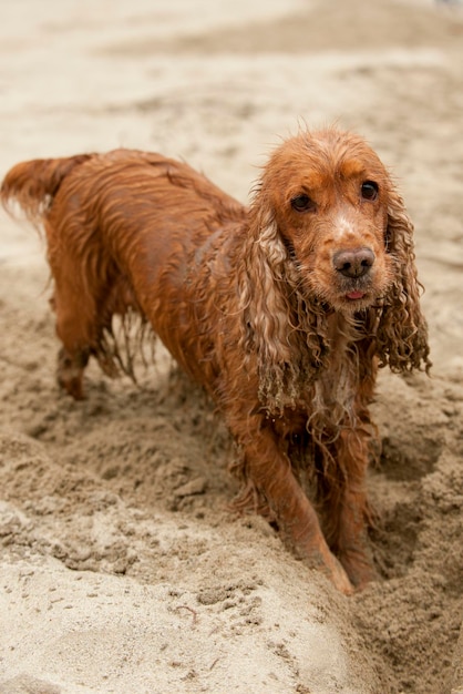 Cocker spaniel inglese cane che gioca sulla spiaggia