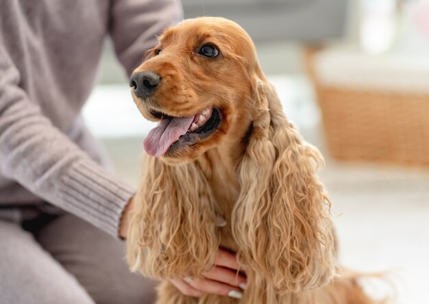 Cocker spaniel inglese cane godendo le mani del proprietario della donna seduto sul pavimento a casa