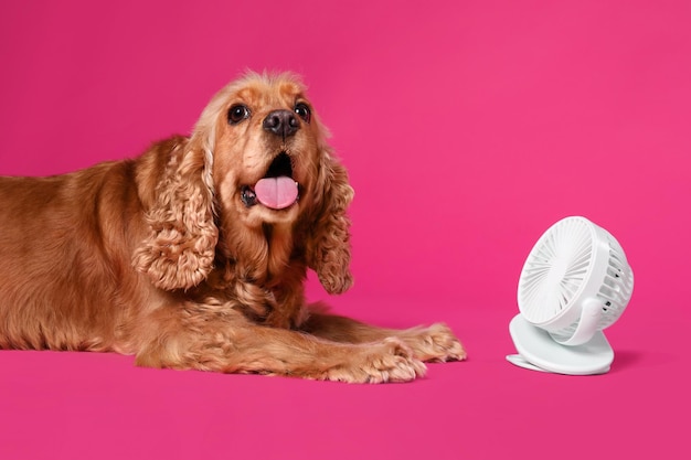 Cocker Spaniel inglese che gode del flusso d'aria dalla ventola su sfondo rosa Calore estivo