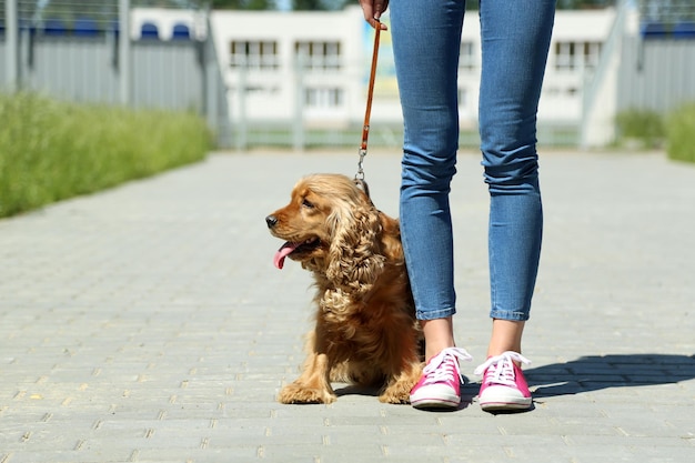 Cocker spaniel inglese e proprietario all'aperto