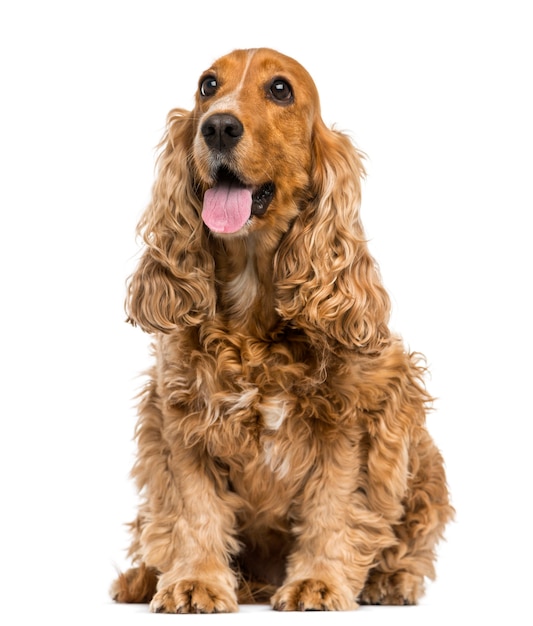 Cocker Spaniel inglese seduto isolato su bianco