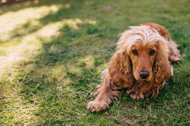 Cocker Spaniel Inglese sull'erba