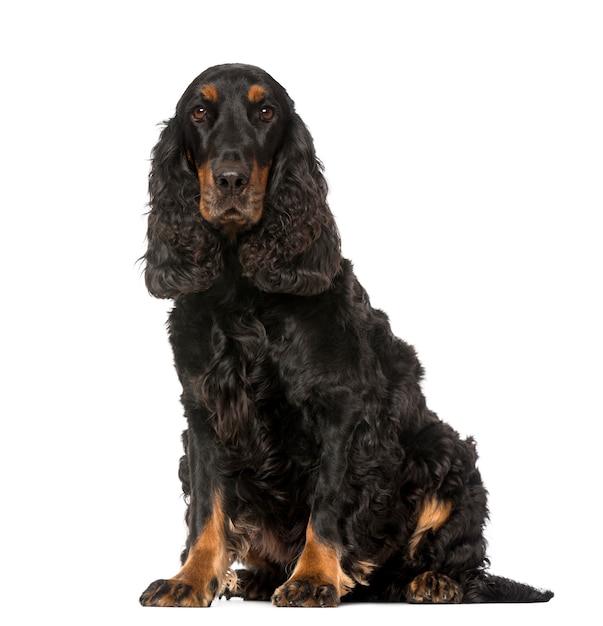 Cocker Spaniel Inglese