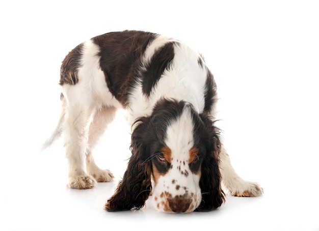 Cocker Spaniel Inglese