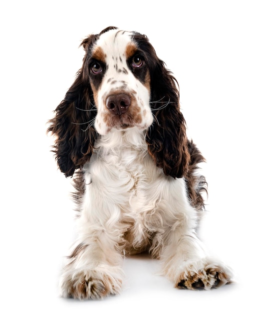 Cocker Spaniel Inglese