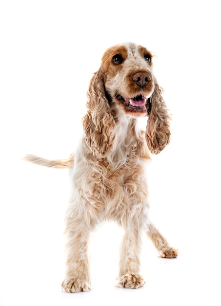 Cocker Spaniel Inglese