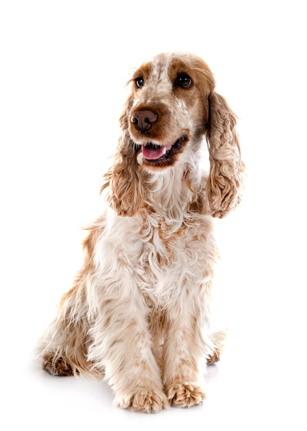 Cocker Spaniel Inglese