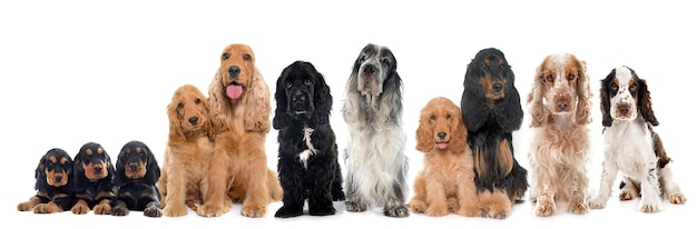 Cocker Spaniel inglesi davanti a sfondo bianco
