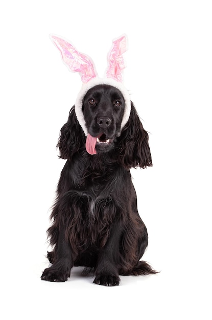 Cocker spaniel nero con orecchie di coniglio in studio con sfondo bianco