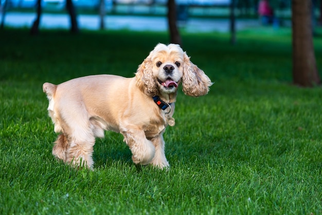 Cocker Spaniel pet correre nel parco e mostrare la lingua