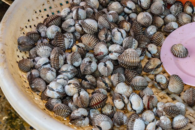 Cockle nel cesto al mercato fresco della thailandia. Cockle, chiamato anche cuore vongola, una delle circa 250 specie di molluschi bivalvi marini o vongole.