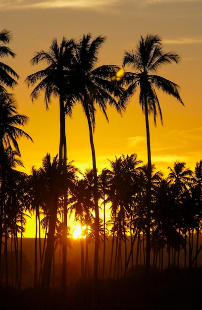 Coconut Grove in silhouette al tramonto Paraiba Brasile