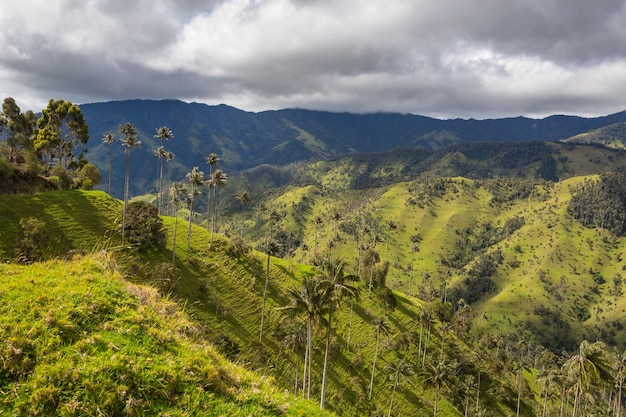 Cocora