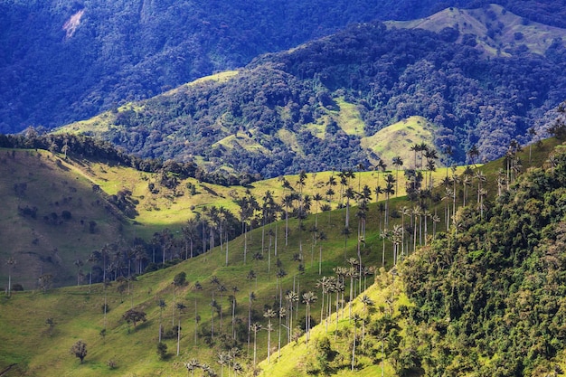 Cocora