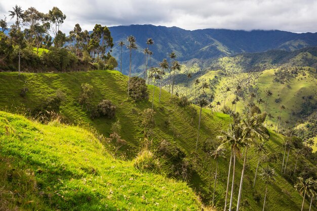 Cocora