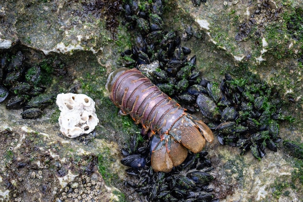 Coda di aragosta e cozze sulle rocce di alghe sulla sabbia della spiaggia