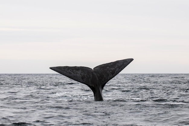 Coda di balena franca australe Penisola Valdes Patagonia Argentina