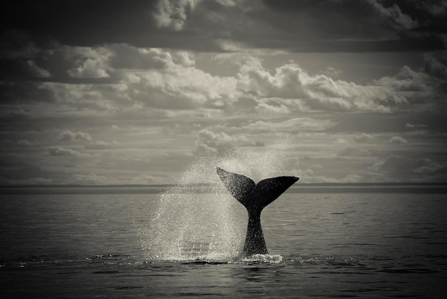 Coda di balena franca australe Penisola Valdes Patagonia Argentina