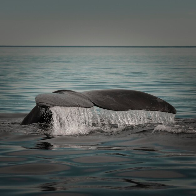 Coda di balena nella Penisola Valdes Patrimonio dell'Umanità Unesco Patagonia Argentina