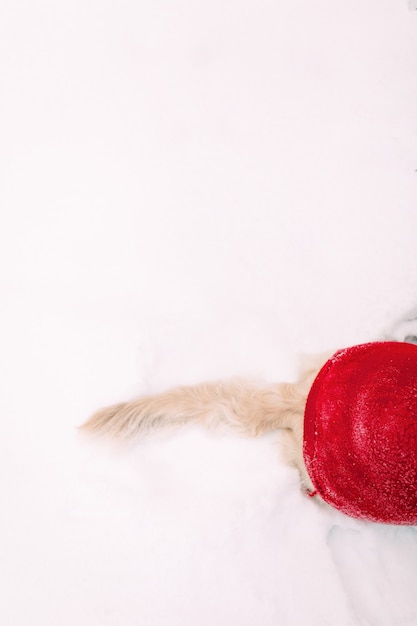 Coda di cane su terreno innevato