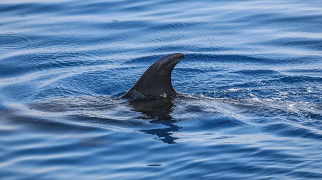 coda di delfino sulla superficie del mare