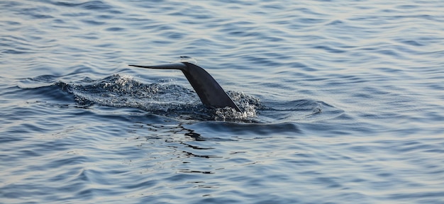 coda di delfino sulla superficie del mare