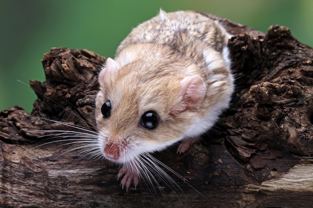 Coda grassa del gerbillo su legno, simpatico roditore domestico, primo piano degli animali