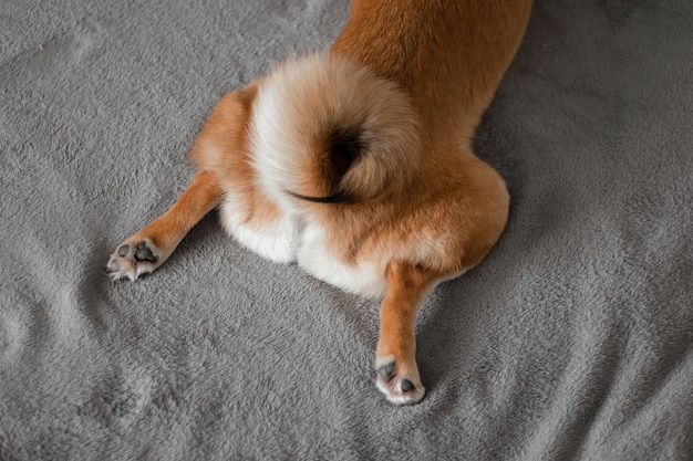 Coda soffice di un cane shiba inu Bellissimo cane giapponese