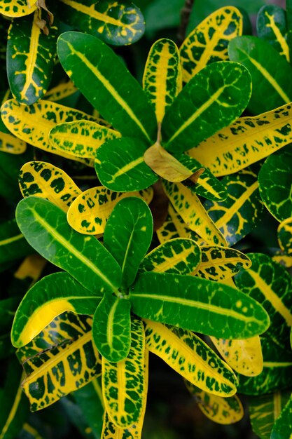 Codiaeum variegatum è una specie di pianta del genere Codiaeum famiglia Euphorbiaceae Puring