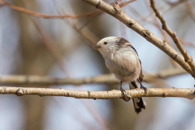 Codibugnolo sul ramo (Aegithalos caudatus) Simpatico uccellino