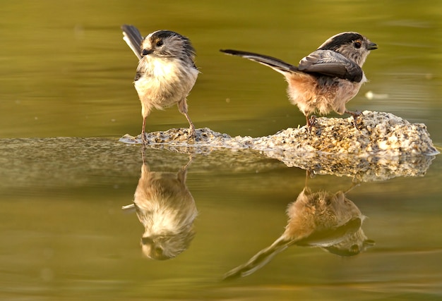 Codibugnolo, uccelli, uccello canoro, Aegithalos caudatus