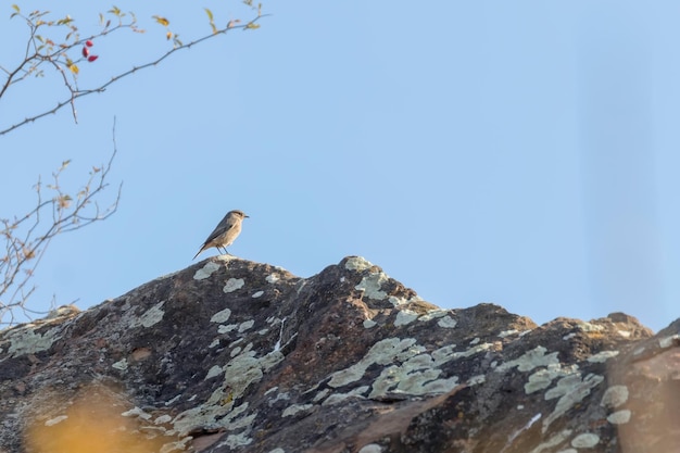 Codirosso spazzacamino femmina su un ramo in natura (Phoenicurus Ochruros) Autumn Bird Background