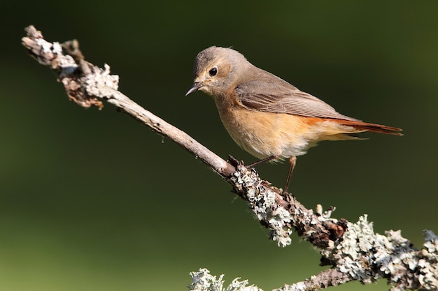 Codirosso spazzacamino, Phoenicurus phoenicurus