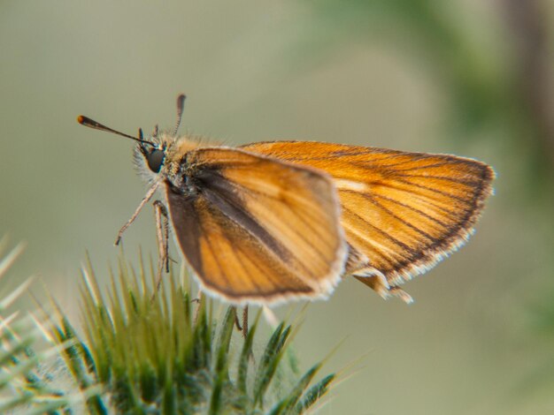 Coenonympha